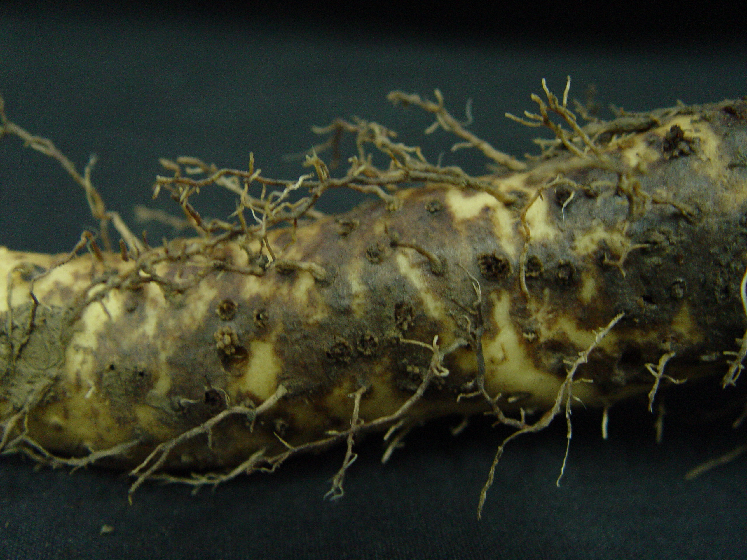 根腐線蟲危害影響山藥薯塊外觀品質