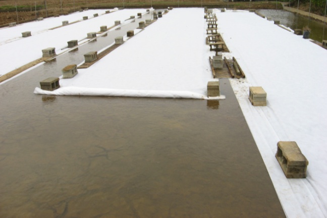 寒流來襲時育苗箱上覆蓋塑膠布或不織布，並淹水保溫