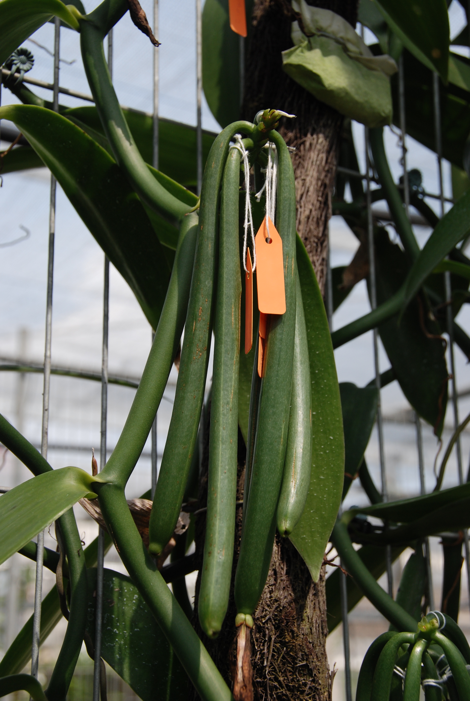授粉成功之成串香莢蘭果莢。
