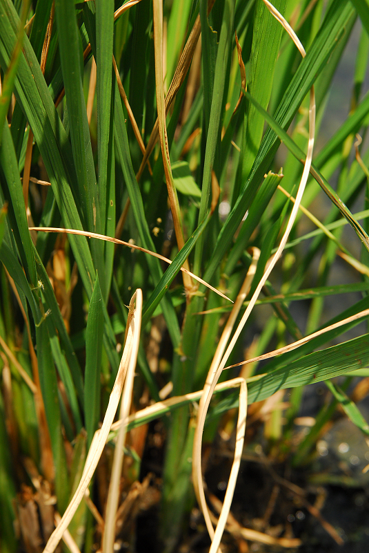二化螟蟲危害造成水稻枯心及側葉黃化乾枯。