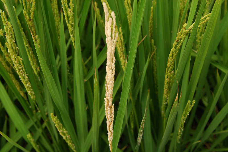 二化螟蟲危害造成水稻白穗。