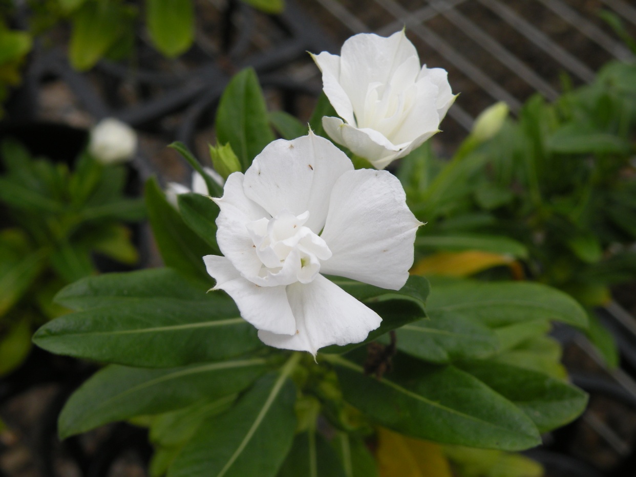 圖1.純白的重瓣日日春新品系