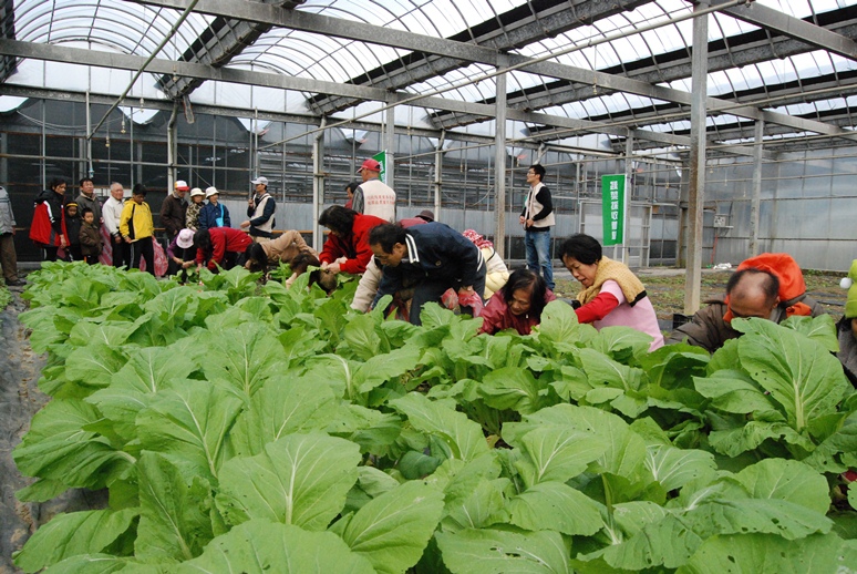 蔬菜採收體驗活動適合都市大人、小孩一起參加。 