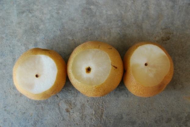梨蜜症造成果肉呈水浸狀，果實底部軟化，嚴重影響果實品質。