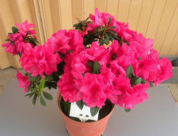 圖一、「桃園1號─紅玫瑰」