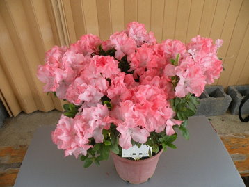 圖二、「桃園2號─火炬」