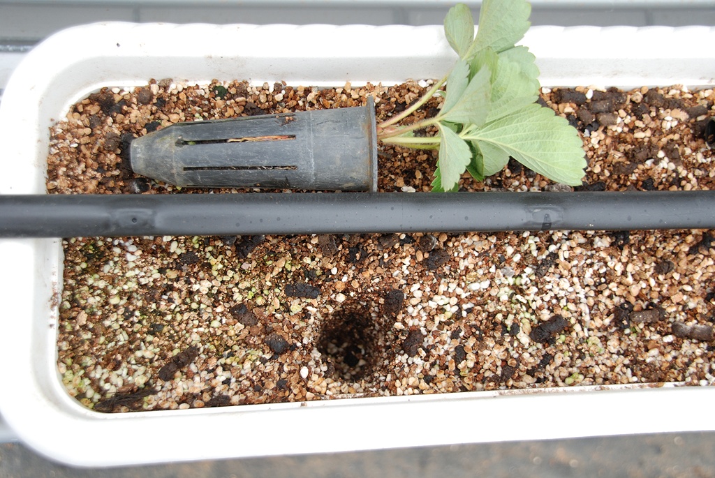 草苺苗移植深度略等於穴植管長度。