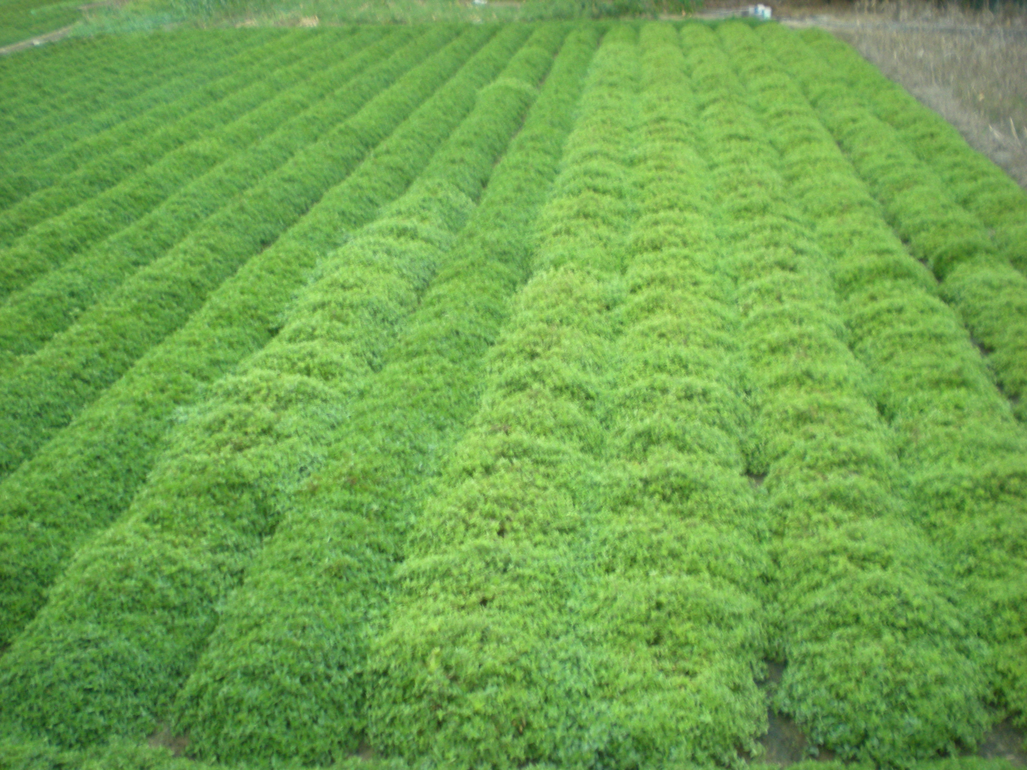 栽培方法以一畦一行植較易管理