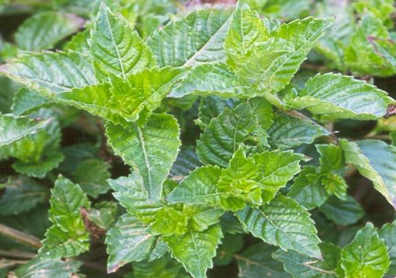 高凝膠能力之仙草品種桃園 1 號