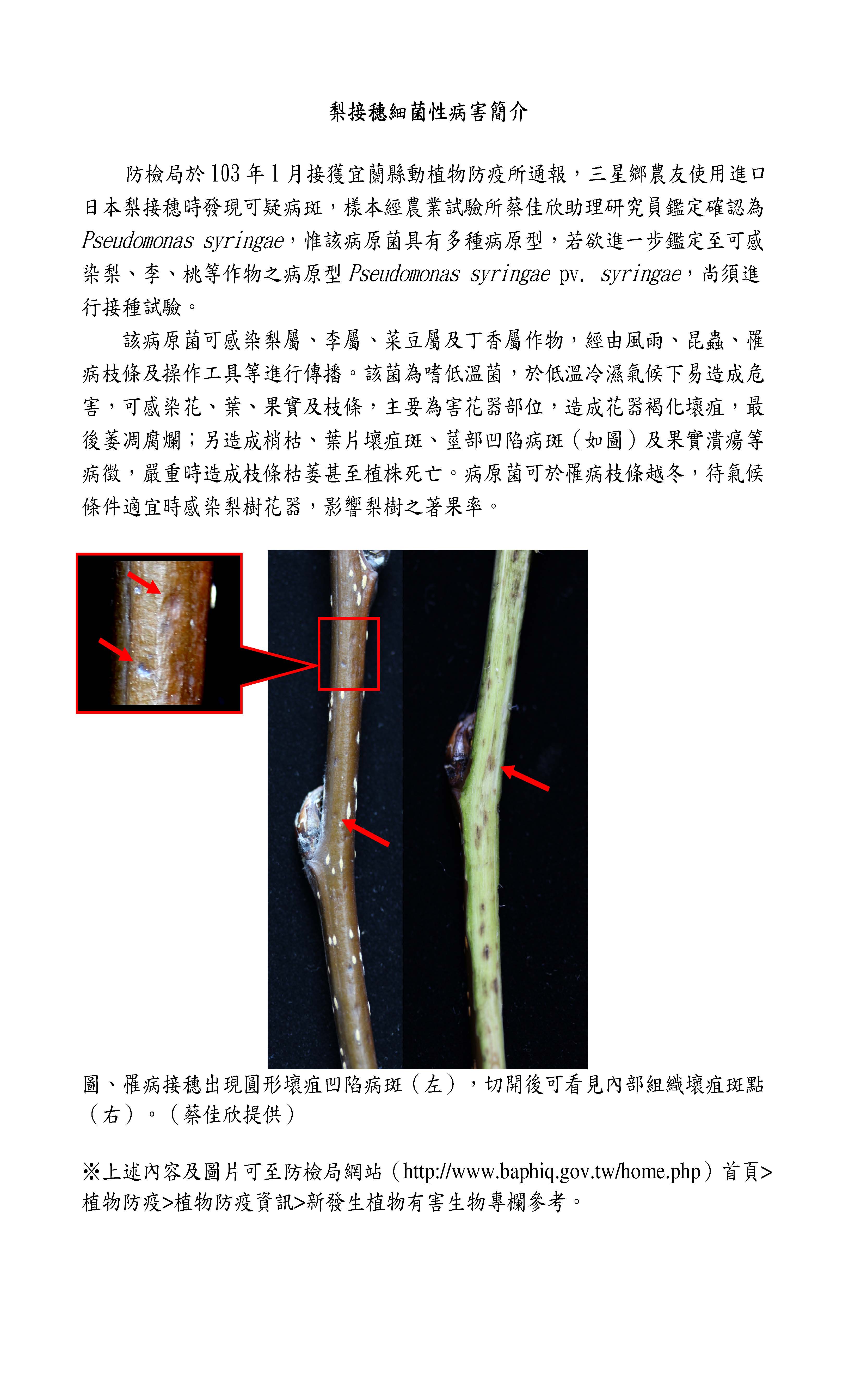 梨接穗細菌性病害簡介