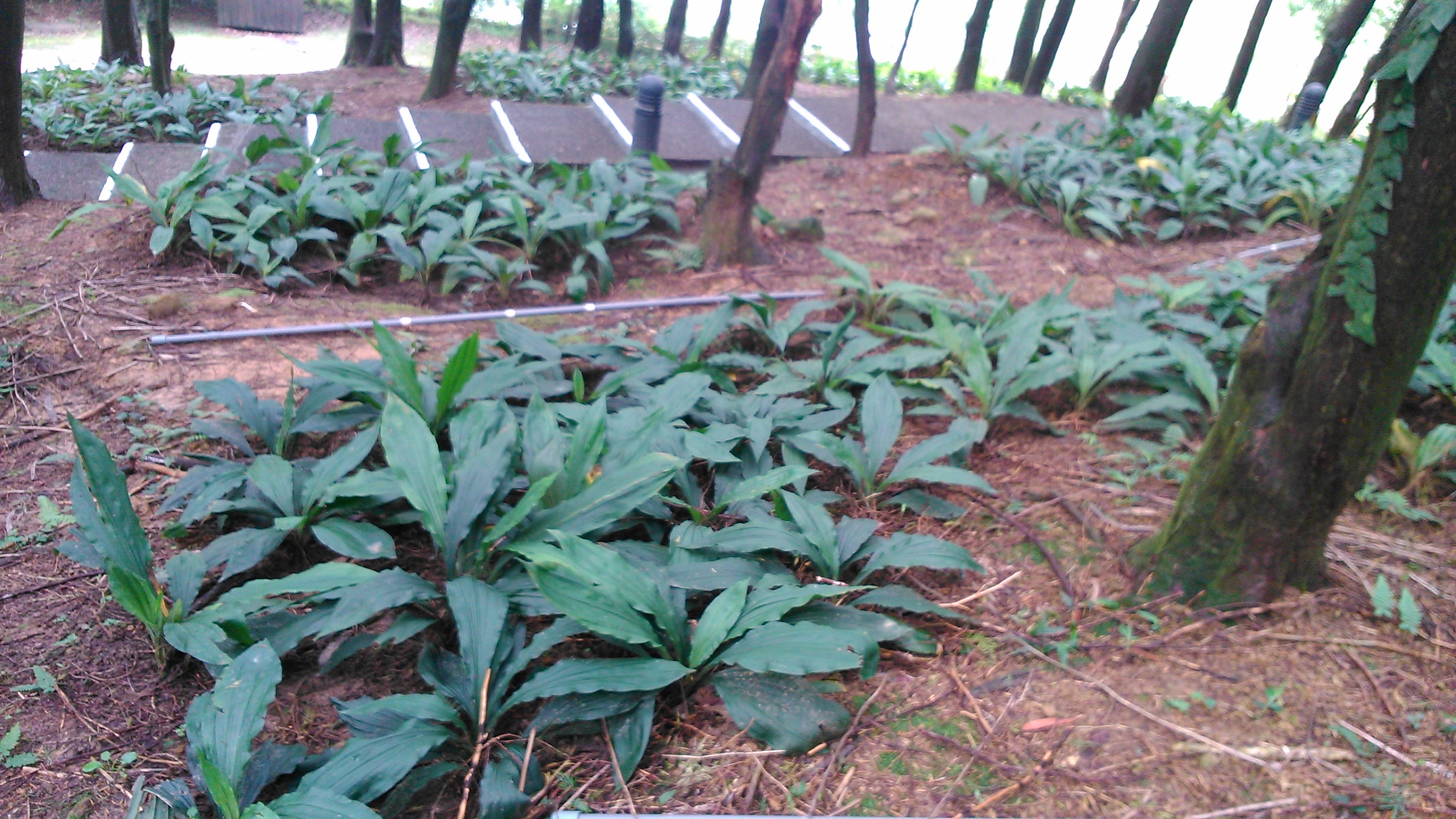 後慈湖肖楠林下白鶴蘭植株生育良好。