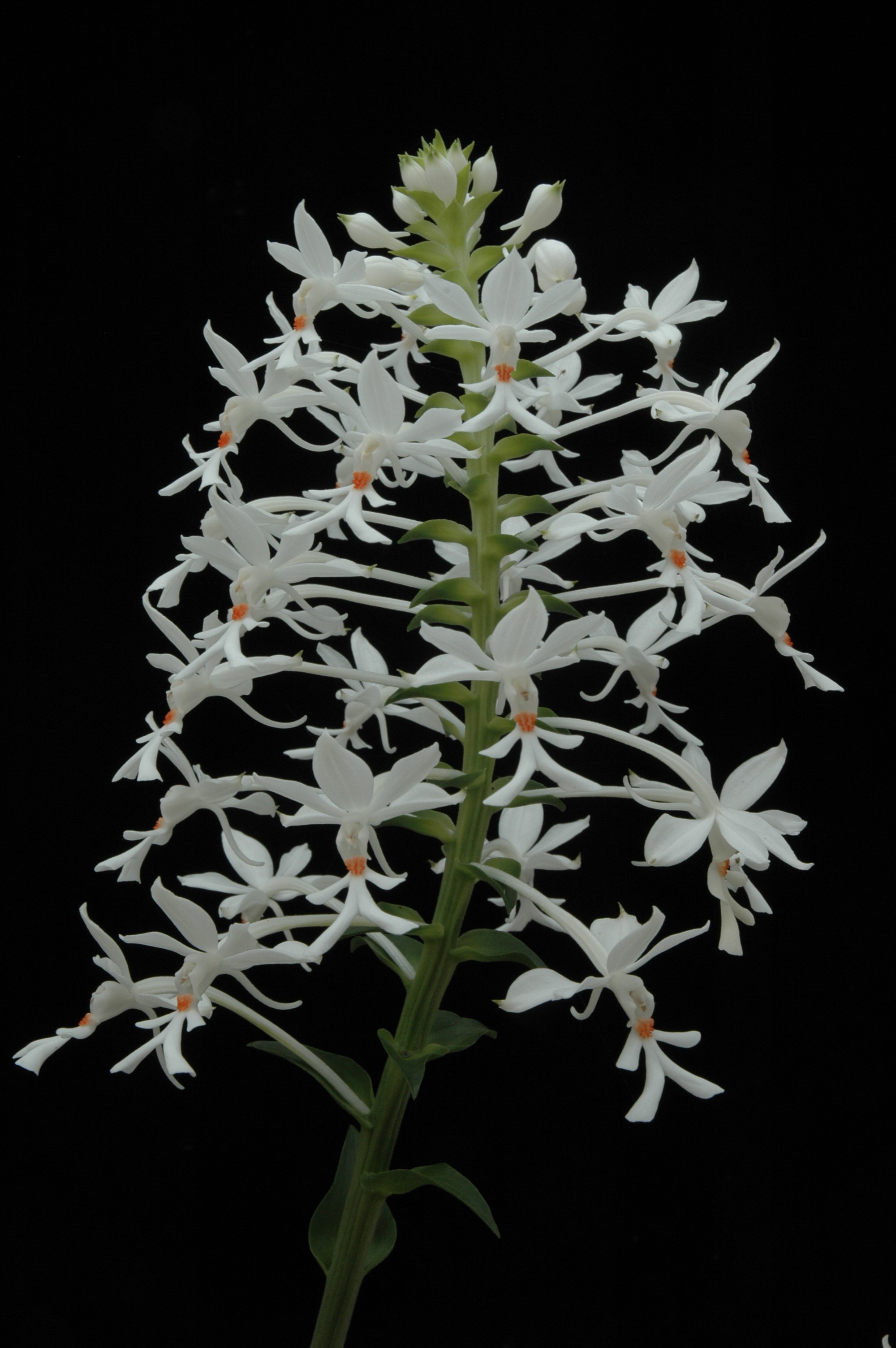 台灣原生白鶴蘭大溪後慈湖重現山林(桃園區農業改良場)