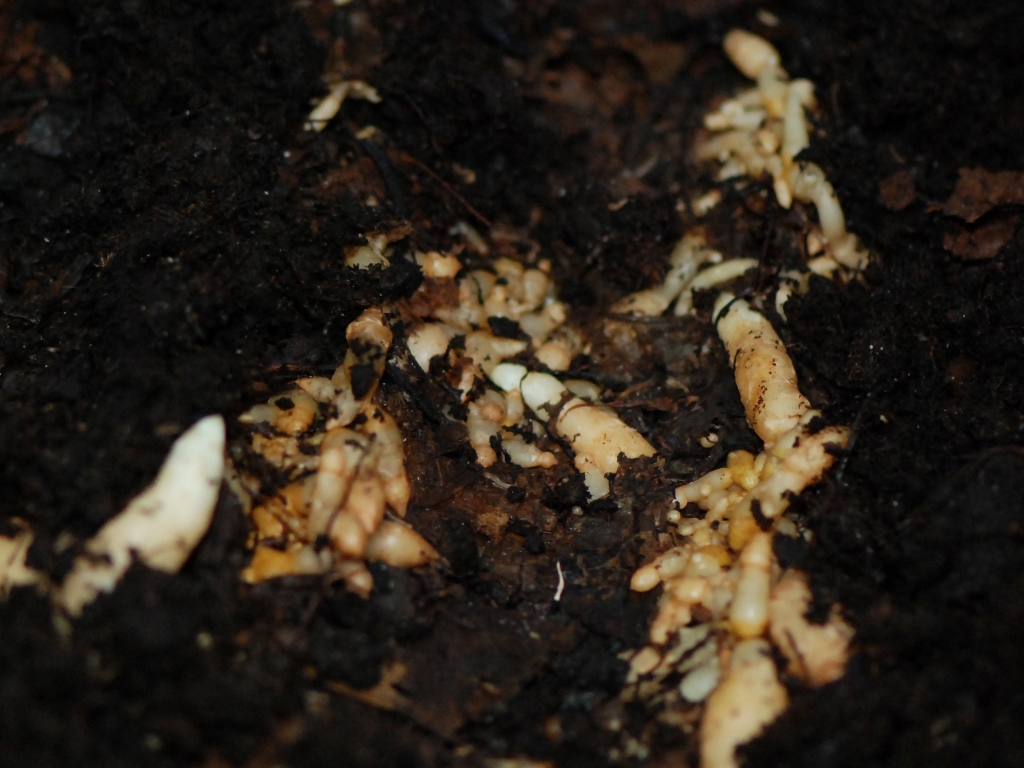 圖 2. 種子播種後長出幼小白麻，其側芽還會再形成更小的白麻及米麻，可作為栽培天麻之種麻。 
