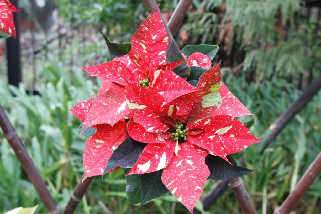 圖 2. 花色特殊的新品種 ‘ 紅寶石 ’( 上 ) 及 ‘ 美貝拉 ’( 下 ) 。 