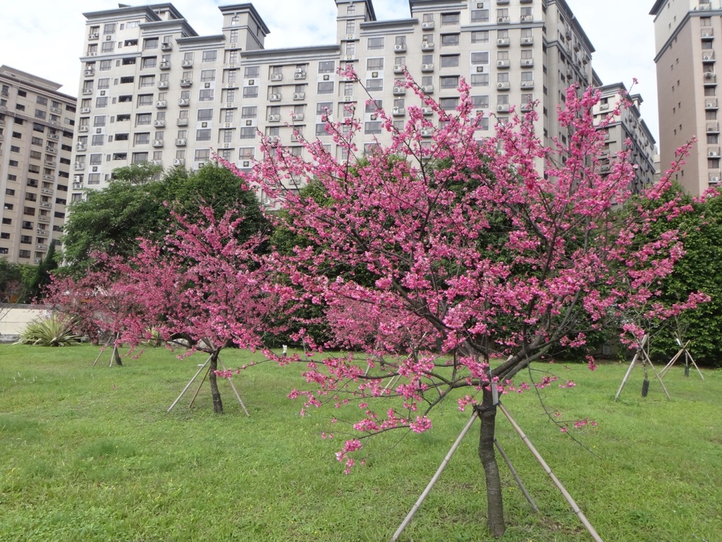 圖1.平地櫻花品種能讓都市人休閒賞櫻活動唾手可得。