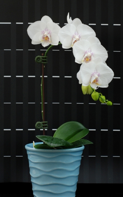 圖 1. 蝴蝶蘭新品種 ’ 桃園 1 號 - 天使之戀 ’首次開花。