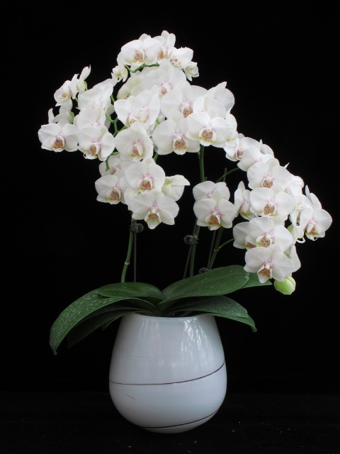 圖 2. 蝴蝶蘭新品種 ’桃園 1 號 - 天使 之戀 ’分生苗第 2 年開花。