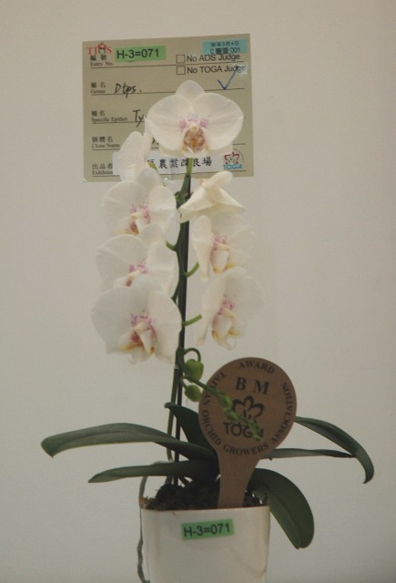 圖 3. 優良單株 TYP0793#01 參加2010 台灣國際蘭展，獲’TOGA 審查銅牌獎。 