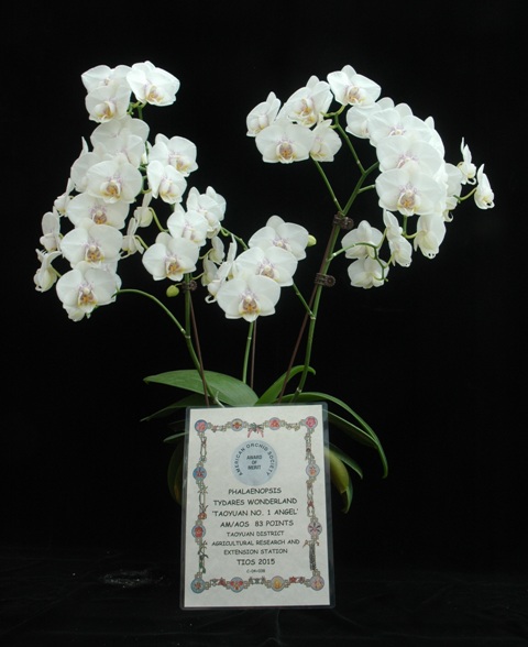 圖 4. 蝴蝶蘭新品種 ’桃園 1 號 - 天使之戀參加2015 國際蘭展，獲AOS審查銀牌獎。 