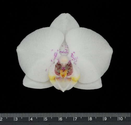 圖 6. 蝴蝶蘭新品種 ’桃園 1 號 - 天使之戀 ’花朵 。 