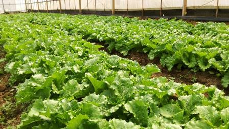 萵苣新品種 ‘ 桃園 3 號 - 綠寶 ’田間生育情形 