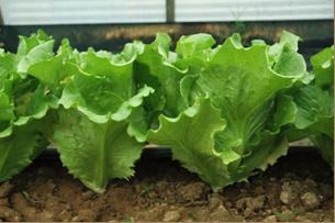 株形直立的萵苣新品種‘ 桃園 3 號 - 綠寶 ’ 