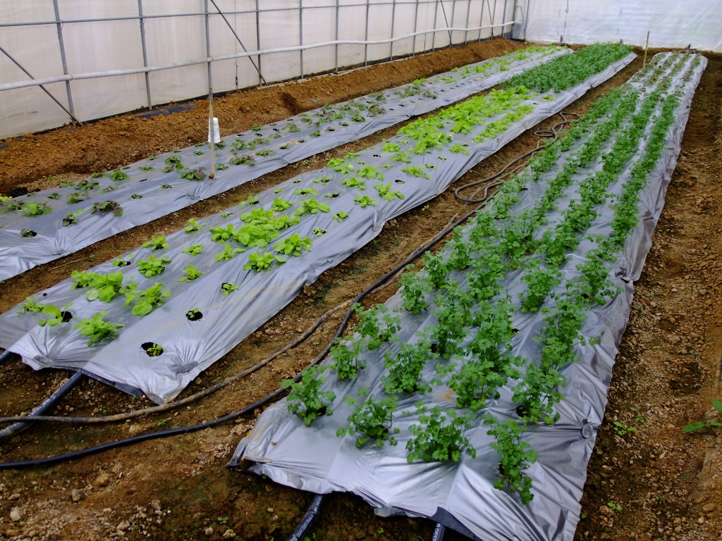 圖、簡易設施夏季降溫 ( 上 ) 與對照設施 ( 下 ) 蔬菜栽培情形。