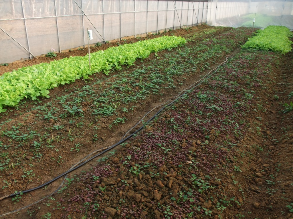 圖、簡易設施夏季降溫 ( 上 ) 與對照設施 ( 下 ) 蔬菜栽培情形。