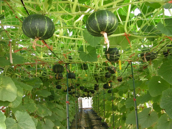 設施西洋南瓜秋種冬收 桃園區農業改良場