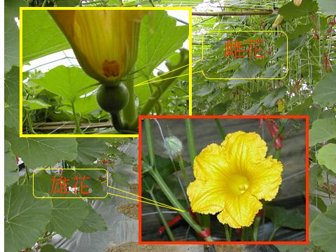 圖 2. 西洋南瓜雌雄花