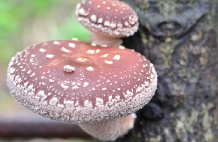 圖 1. 從楓香段木長出的香菇，有獨特的花紋。 