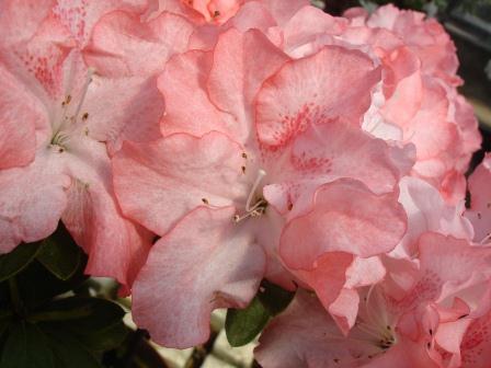 桃改場提供杜鵑花雜交育種後代花朵十分美麗 