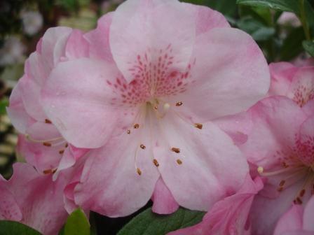 桃改場提供杜鵑花雜交育種後代花朵十分美麗 