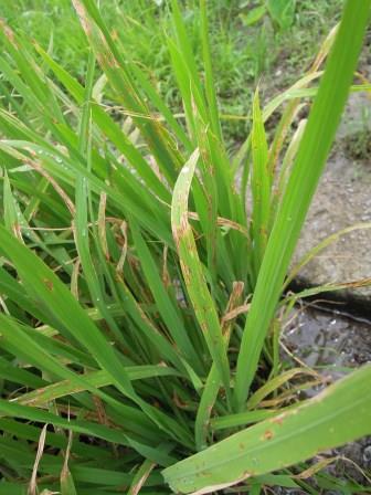 圖一、水稻葉稻熱病危害徵狀。