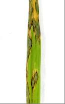 圖二、水稻稻熱病紡錘形病斑。