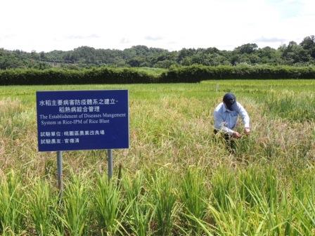 圖三、 稻熱病監測田設置。