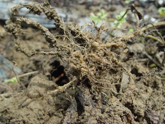 圖 2. 罹病仙草根系結瘤。 