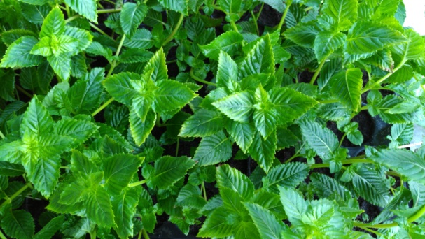 圖 3. 桃園 1 號健康種苗。 