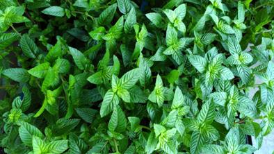 圖 4. 桃園 2 號健康種苗。 