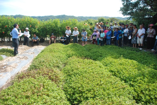 圖 5. 健康種苗應用於仙草根瘤線蟲病害防治示範觀摩會。 