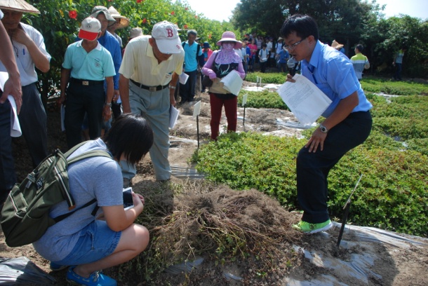 圖 6. 健康種苗應用於仙草根瘤線蟲病害防治示範觀摩會。