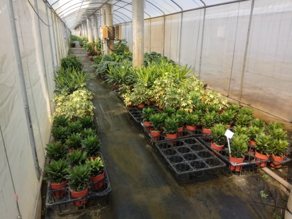 圖 1. 追日型太陽能光電設施下溫室種植觀葉植物。