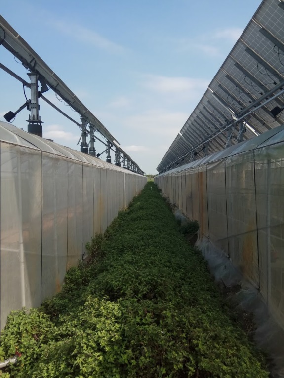 圖 2. 追日型太陽光電設施間隙種植仙草。