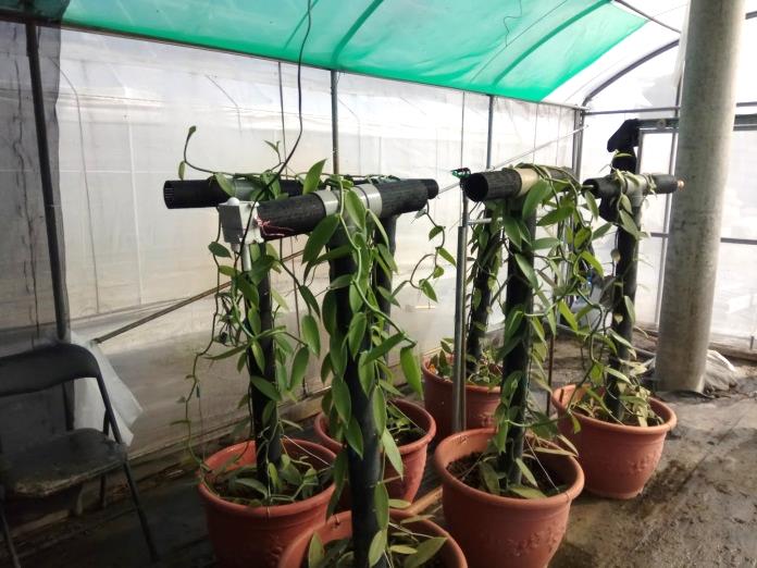 圖 3. 追日型太陽光電設施下溫室種植香莢蘭，需增設遮陰網，避免強光傷害。