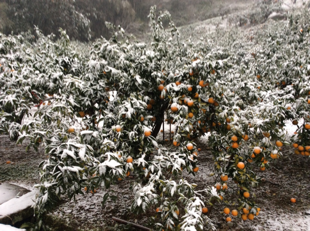 霸王級寒流造成海梨柑寒害