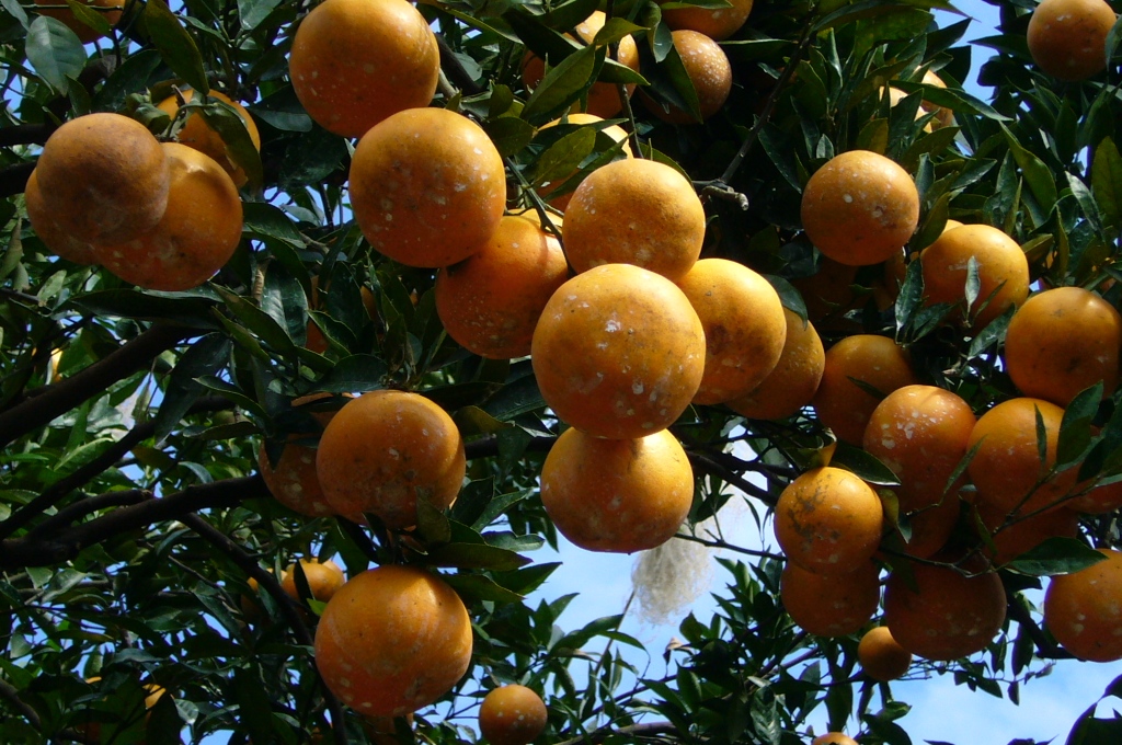 海梨柑寒害造成果實底部皺縮軟化