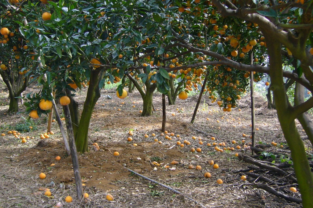 海梨柑寒害造成受害果實落果 