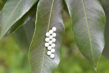 荔枝椿象圓形卵粒，多為 14 粒卵粒成堆，卵 為 淡綠 或 淡黃色，近孵化時轉為褐紅色。 