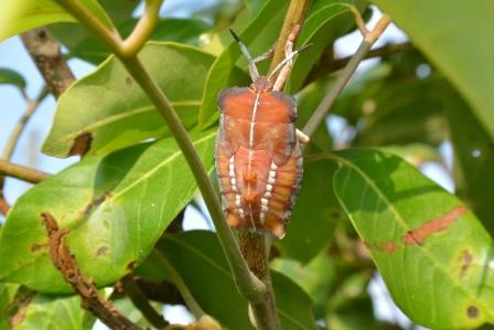 荔枝椿象終齡若蟲體色鮮豔。 