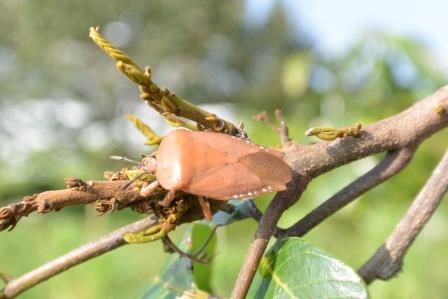荔枝椿象成蟲具翅，可飛行分散。